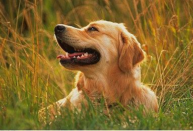 Atlus：《女神异闻录5皇家版》重制版销量破百万